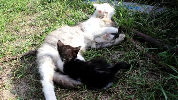 Um gato e três dos seus gatinhos — Vídeo de Stock