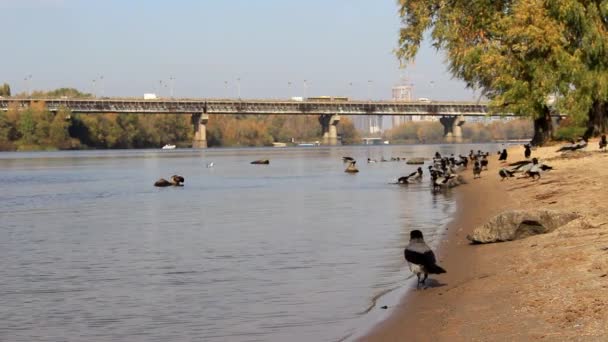 Κοράκι στην όχθη του ποταμού — Αρχείο Βίντεο