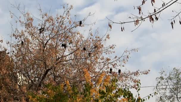 Raven op een boom — Stockvideo
