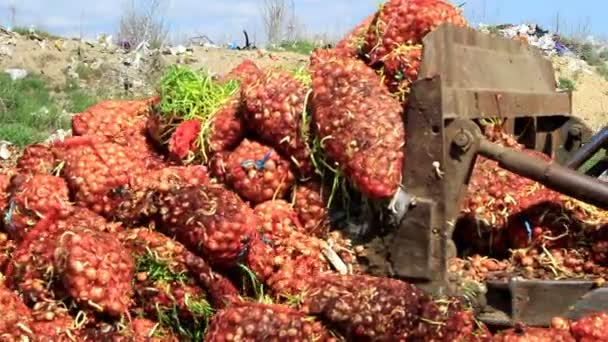 Trattore frantuma la cipolla con bruchi — Video Stock