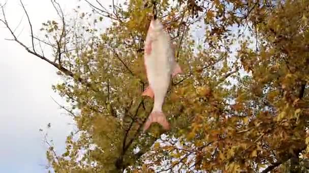 En el fondo de los árboles otoñales peces colgantes — Vídeo de stock