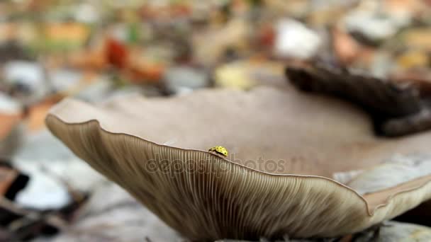 Una Coccinella Gialla Striscia Lungo Bordo Del Grande Fungo — Video Stock