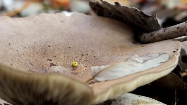 Gul Nyckelpiga Går Mitten Svampen Gula Blad Talar Pore Årets — Stockvideo