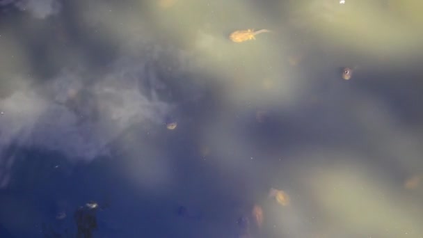 Через Грязную Воду Головастики Видны Мистически Поднимаются Поверхность Вдохнуть Кислород — стоковое видео