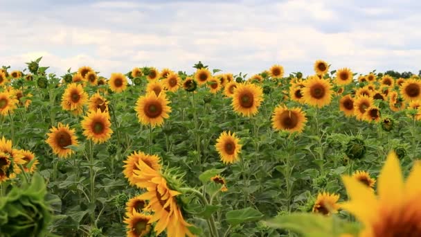 Rijpe Zonnebloemen Een Enorm Gebied Maak Een Spel Van Kleuren — Stockvideo