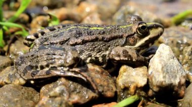 Bir gri benekli kurbağa nehir banka dayanmaktadır Bu güneşlenme alır. İyi bir arka plan.