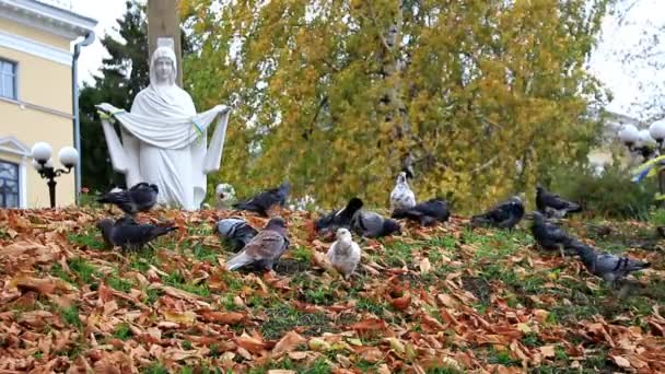 Piccioni Passeri Sul Colle Beccano Grani Che Cadono Dagli Alberi — Video Stock