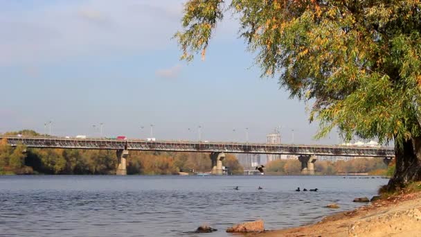 在河堤上 成群的乌鸦主宰着鸟儿 追逐着它们 在背景下 我们看到一座横跨河流的桥 — 图库视频影像