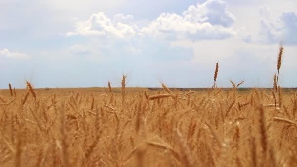 Пшеничные Шипы Созревают Трепещут Ветру Тянутся Небу Солнечному Свету — стоковое видео