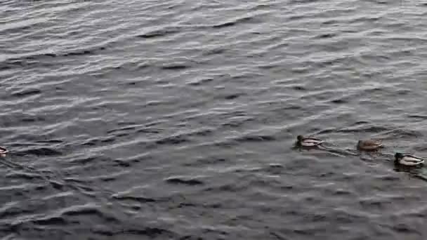 Eine Gruppe Wildenten Schwimmt Langsam Den Fluss Entlang Eine Ente — Stockvideo