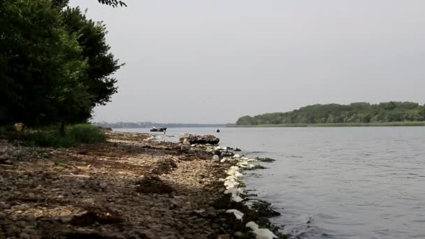 一只海鸥缓缓地沿着河的堤岸行走 在背景下 小船准备从岸边起航 — 图库视频影像