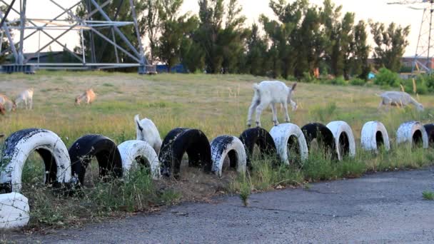 Grupo Cabras Blancas Domésticas Está Moviendo Hacia Pasto Pasa Por — Vídeos de Stock