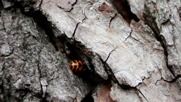 てんとう虫は障害物を克服する木の上を走る — ストック動画