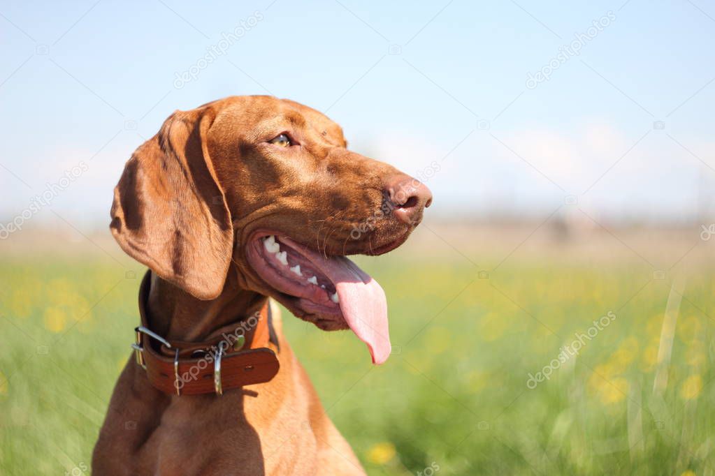 Hungarian vizsla dog in field