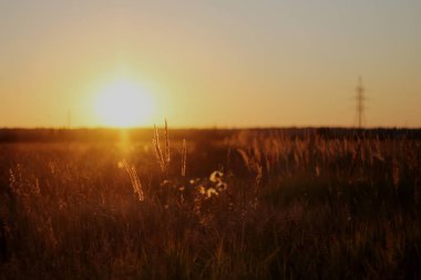 Sahada altın akşam günbatımı
