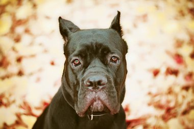 Cane-corso, köpek sonbahar arka planında siyahtır.