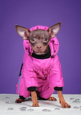 Köpek Rus Oyuncak Teriyeri, mor arka planda, pembe ceketli.