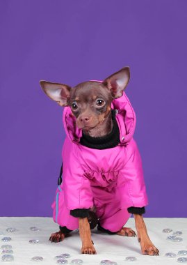 Köpek Rus Oyuncak Teriyeri, mor arka planda, pembe ceketli.