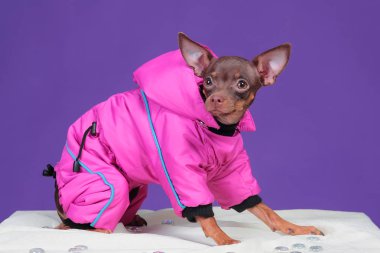 Köpek Rus Oyuncak Teriyeri, mor arka planda, pembe ceketli.