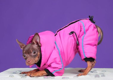 Köpek Rus Oyuncak Teriyeri, mor arka planda, pembe ceketli.