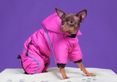 Köpek Rus Oyuncak Teriyeri, mor arka planda, pembe ceketli.