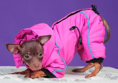 Köpek Rus Oyuncak Teriyeri, mor arka planda, pembe ceketli.