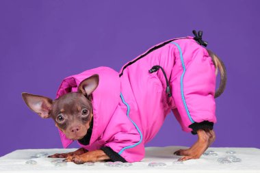 Köpek Rus Oyuncak Teriyeri, mor arka planda, pembe ceketli.