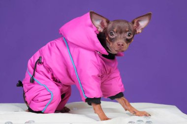 Köpek Rus Oyuncak Teriyeri, mor arka planda, pembe ceketli.