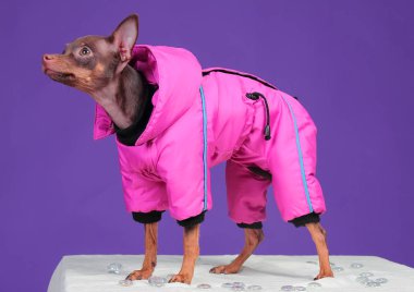 Köpek Rus Oyuncak Teriyeri, mor arka planda, pembe ceketli.