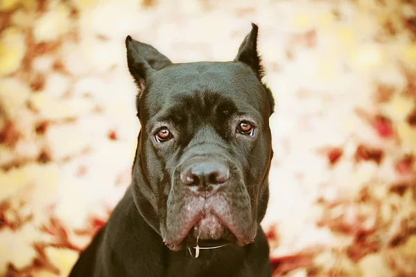 Cane Corso Hond Zwart Een Herfst Achtergrond — Stockfoto