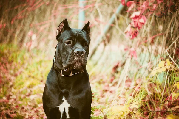 Cane Corso Σκύλος Είναι Μαύρος Φθινοπωρινό Φόντο — Φωτογραφία Αρχείου