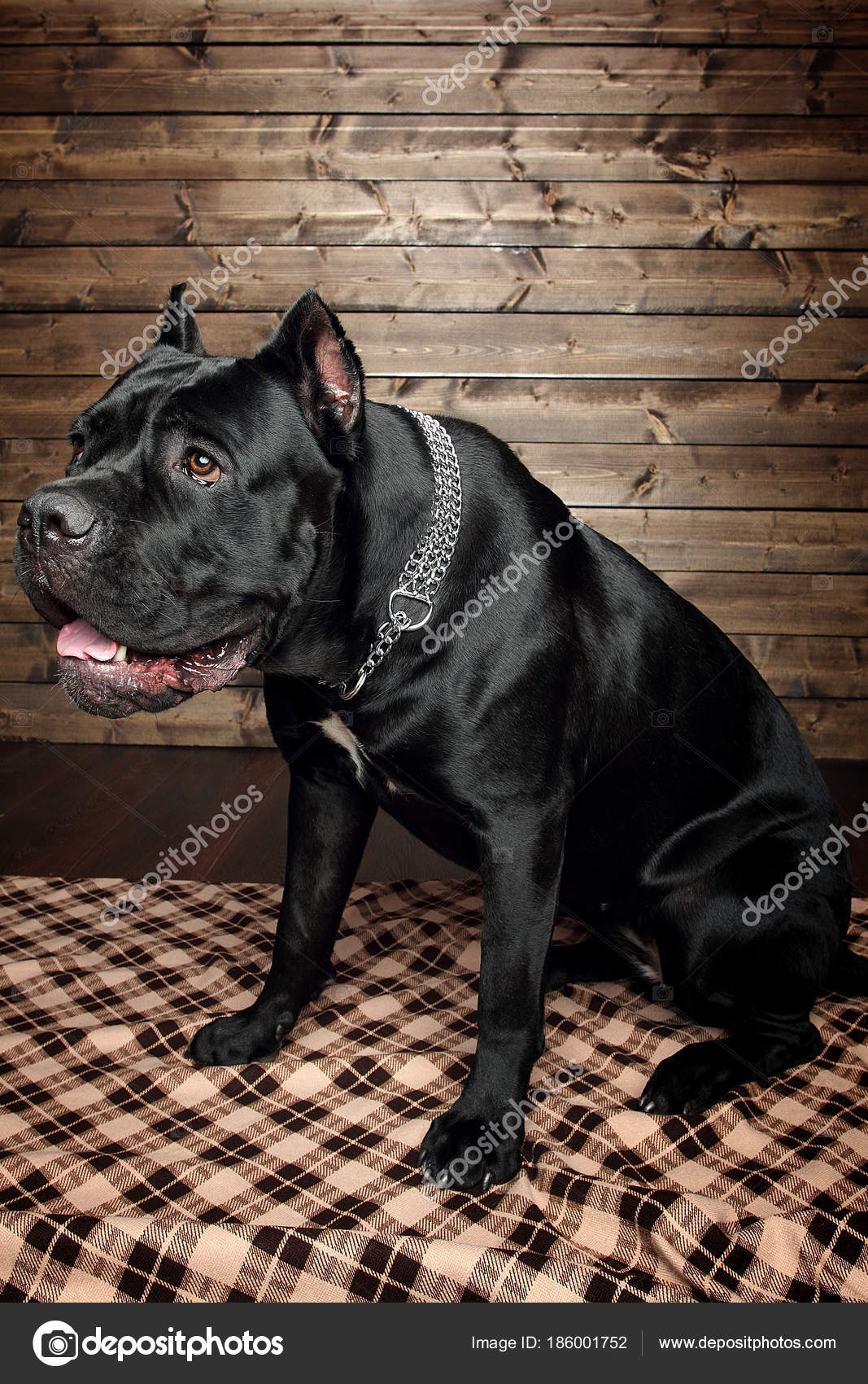 Cane Corso Black Dog Brown Background — Stock Photo © kristiillustra