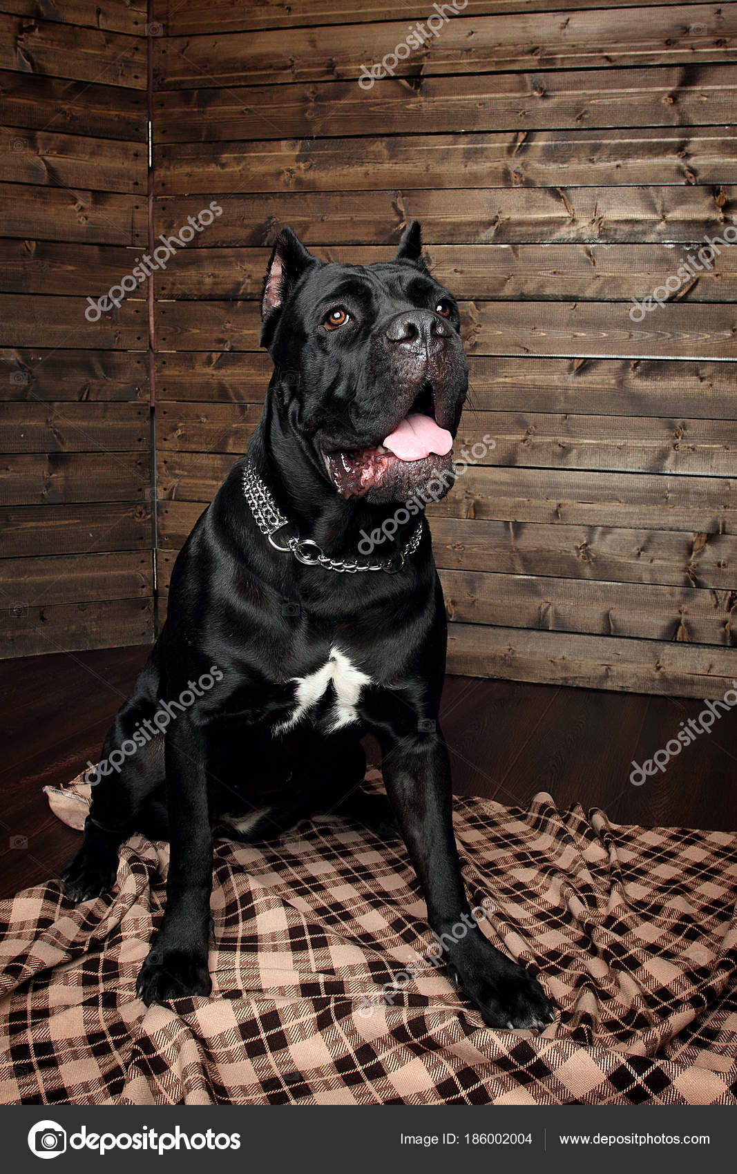 Cane Corso Black Dog Brown Background Stock Photo