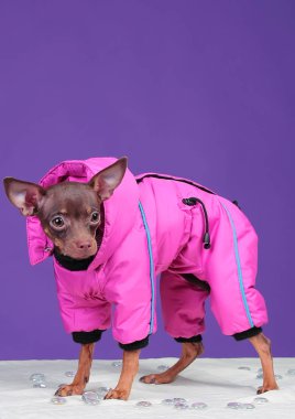 Köpek Rus Oyuncak Teriyeri, mor arka planda, pembe ceketli.