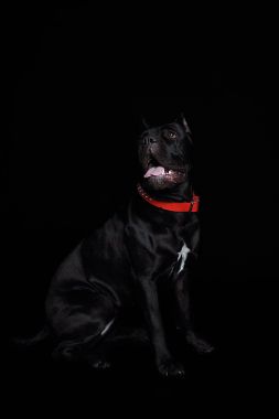 Cane corso köpek, siyah bir arka plan üzerinde siyah