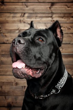 Cane corso siyah köpek, kahverengi bir arka plan üzerinde