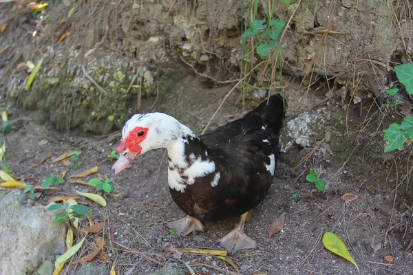 Rodini Parkı Rodos Yunanistan Ördek — Stok fotoğraf