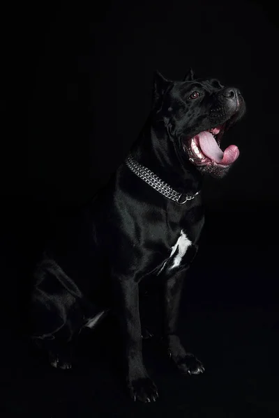 Cane Corso Černý Pes Černém Pozadí — Stock fotografie