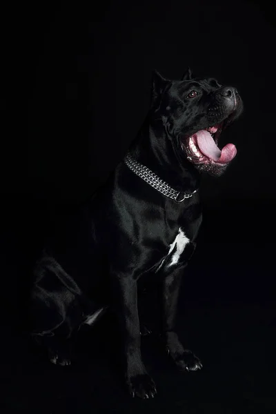 Cane Corso Zwarte Hond Een Zwarte Achtergrond — Stockfoto