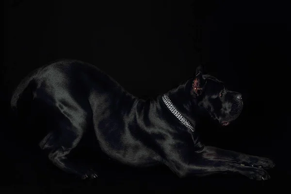 Anjing Hitam Cane Corso Dengan Latar Belakang Hitam — Stok Foto