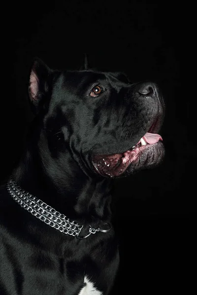 Sockerrör Corso Svart Hund Svart Bakgrund — Stockfoto