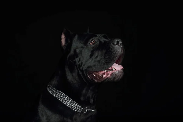 Cane Corso Zwarte Hond Een Zwarte Achtergrond — Stockfoto