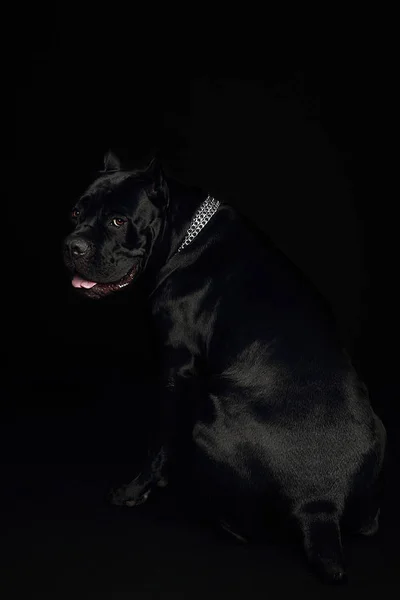 Cane Corso Μαύρο Σκυλί Πάνω Μαύρο Φόντο — Φωτογραφία Αρχείου