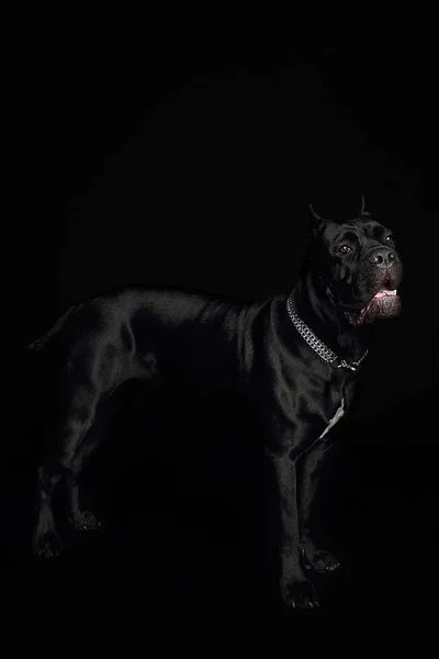 Cane Corso Cão Preto Fundo Preto — Fotografia de Stock