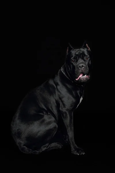 Cane Corso Zwarte Hond Een Zwarte Achtergrond — Stockfoto