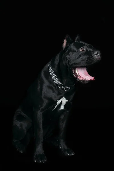 Cane Corso Czarny Pies Czarnym Tle — Zdjęcie stockowe