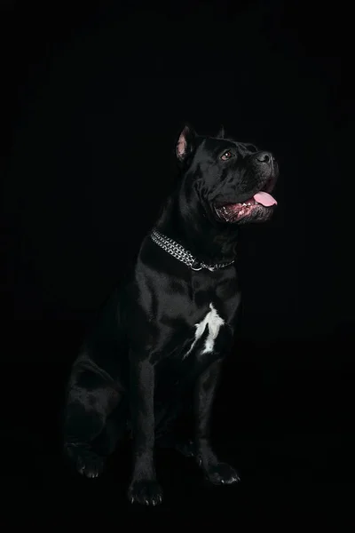 Cane Corso Zwarte Hond Een Zwarte Achtergrond — Stockfoto