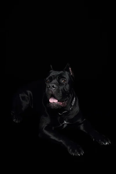 Cane Corso Μαύρο Σκυλί Πάνω Μαύρο Φόντο — Φωτογραφία Αρχείου