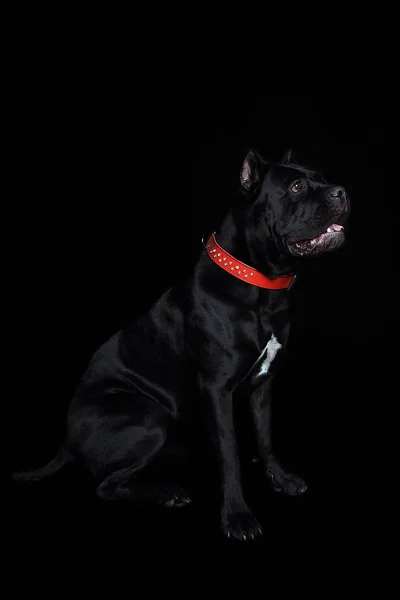 Cane Corso Μαύρο Σκυλί Πάνω Μαύρο Φόντο — Φωτογραφία Αρχείου