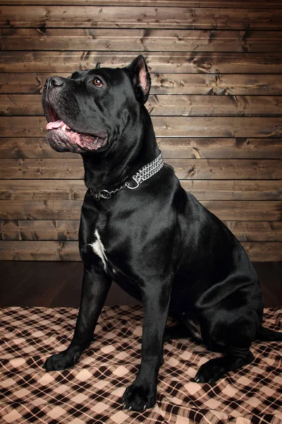 Cana Corso Cão Preto Fundo Marrom — Fotografia de Stock